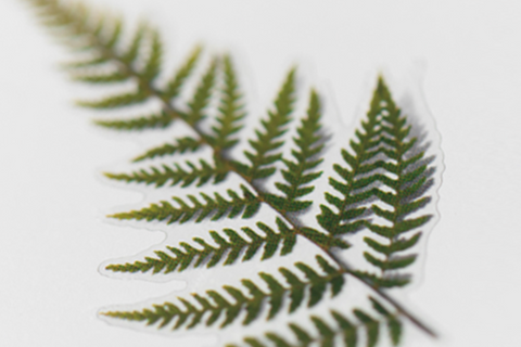 Pressed Flower Sticker [Bracken] | Printed Dried Flower Sticker