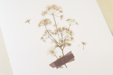 Pressed Flower Sticker [Lace Flower] | Printed Dried Flower Sticker