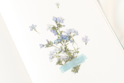 Pressed Flower Sticker [Moss Phlox] | Printed Dried Flower Sticker