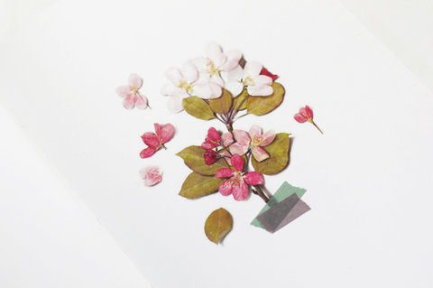 Pressed Flower Sticker [Apple Blossom] | Printed Dried Flower Sticker