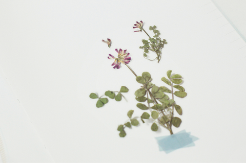 Pressed Flower Sticker [Astragalus sinicus] | Printed Dried Flower Sticker