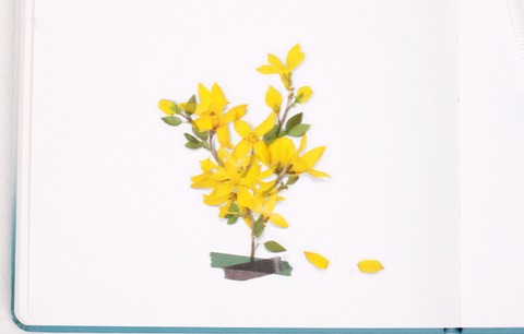 Pressed Flower Sticker [Forsythia] | Printed Dried Flower Sticker