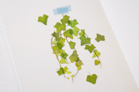 Pressed Flower Sticker [ivy] | Printed Dried Flower Sticker