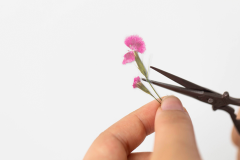 Pressed Flower Sticker [China Pink] | Printed Dried Flower Sticker