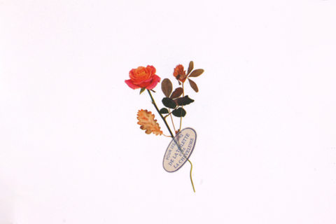 Rub-on Flower Sticker [Botanical Orange] | Printed Dried Flower Sticker