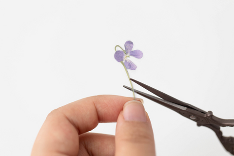 Pressed Flower Sticker [Manchurian Violet] | Printed Dried Flower Sticker