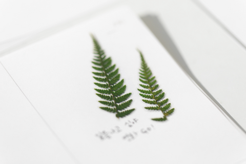 Pressed Flower Sticker [Bracken] | Printed Dried Flower Sticker