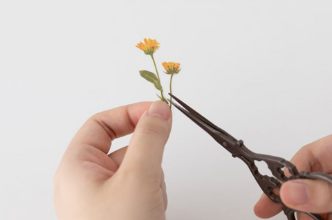 Pressed Flower Sticker [Calendula] | Printed Dried Flower Sticker