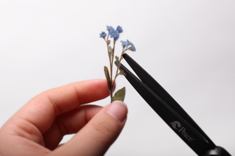 Pressed Flower Sticker [forget-me-not] | Printed Dried Flower Sticker
