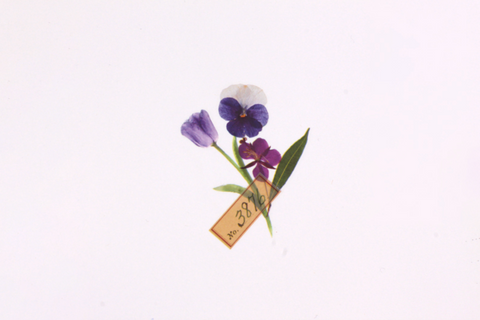 Rub-on Flower Sticker [Botanical Purple] | Printed Dried Flower Sticker