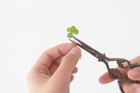 Pressed Flower Sticker [four leaf clover] | Printed Dried Flower Sticker