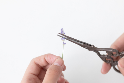 Pressed Flower Sticker [Lavender] | Printed Dried Flower Sticker