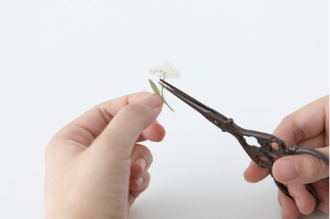 Pressed Flower Sticker [Sweet Alyssum] | Printed Dried Flower Sticker