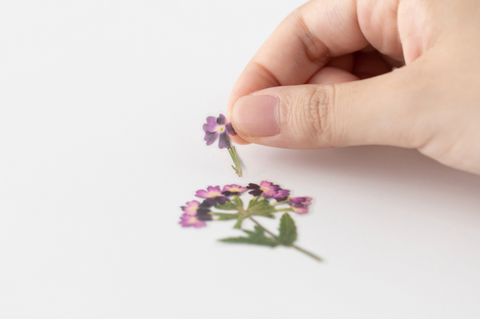 Pressed Flower Sticker [Verbena] | Printed Dried Flower Sticker
