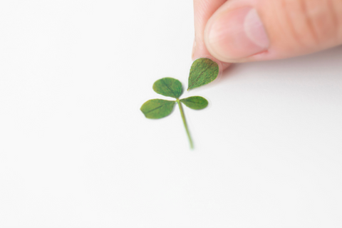 Pressed Flower Sticker [four leaf clover] | Printed Dried Flower Sticker
