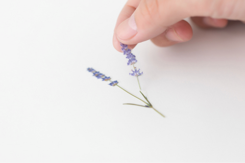 Pressed Flower Sticker [Lavender] | Printed Dried Flower Sticker
