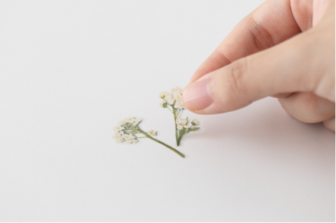 Pressed Flower Sticker [Sweet Alyssum] | Printed Dried Flower Sticker