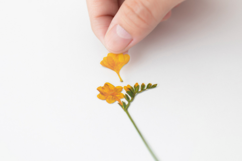 Pressed Flower Sticker [Freesia] | Printed Dried Flower Sticker