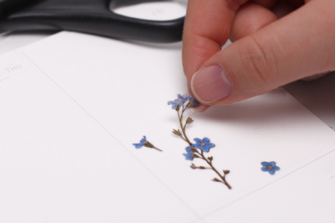 Pressed Flower Sticker [forget-me-not] | Printed Dried Flower Sticker