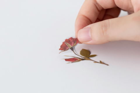 Pressed Flower Sticker [Mini Rose] | Printed Dried Flower Sticker
