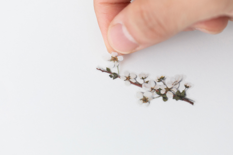 Pressed Flower Sticker [Bridal Wreath] | Printed Dried Flower Sticker