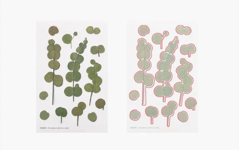 Pressed Flower Sticker [Eucalyptus] | Printed Dried Flower Sticker