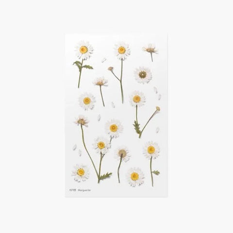 Pressed Flower Sticker [Margaret flower] | Printed Dried Flower Sticker