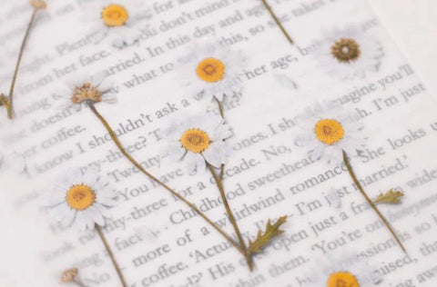Pressed Flower Sticker [Margaret flower] | Printed Dried Flower Sticker