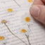 Pressed Flower Sticker [Margaret flower] | Printed Dried Flower Sticker
