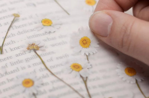 Pressed Flower Sticker [Margaret flower] | Printed Dried Flower Sticker