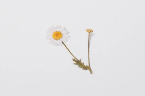 Pressed Flower Sticker [Margaret flower] | Printed Dried Flower Sticker