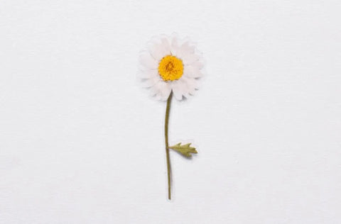 Pressed Flower Sticker [Margaret flower] | Printed Dried Flower Sticker