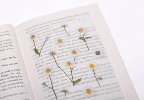 Pressed Flower Sticker [Margaret flower] | Printed Dried Flower Sticker