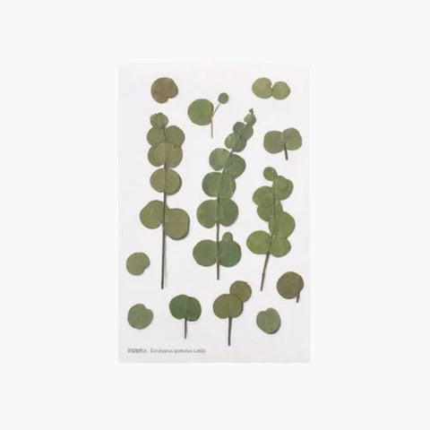 Pressed Flower Sticker [Eucalyptus] | Printed Dried Flower Sticker