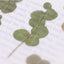 Pressed Flower Sticker [Eucalyptus] | Printed Dried Flower Sticker