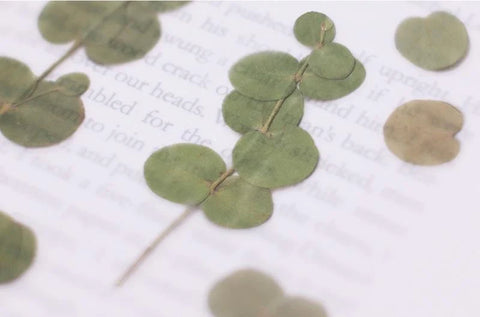 Pressed Flower Sticker [Eucalyptus] | Printed Dried Flower Sticker