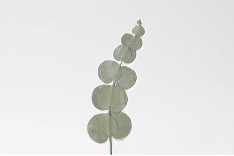 Pressed Flower Sticker [Eucalyptus] | Printed Dried Flower Sticker