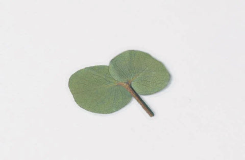 Pressed Flower Sticker [Eucalyptus] | Printed Dried Flower Sticker