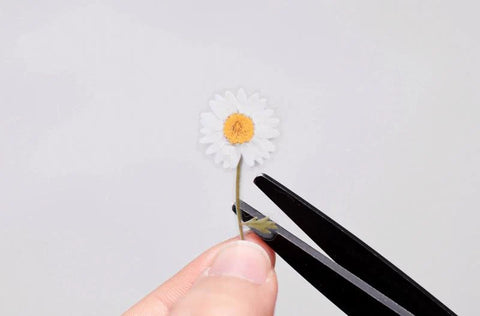 Pressed Flower Sticker [Margaret flower] | Printed Dried Flower Sticker