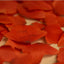 Poppy Sticky Notes [2colors]