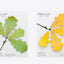 Oak Leaf Sticky Notes L [2colors]
