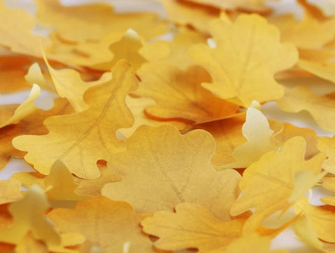 Oak Leaf Sticky Notes L [2colors]