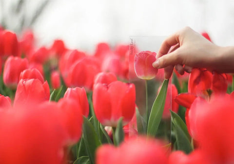 Tulip Sticky Notes [2colors]